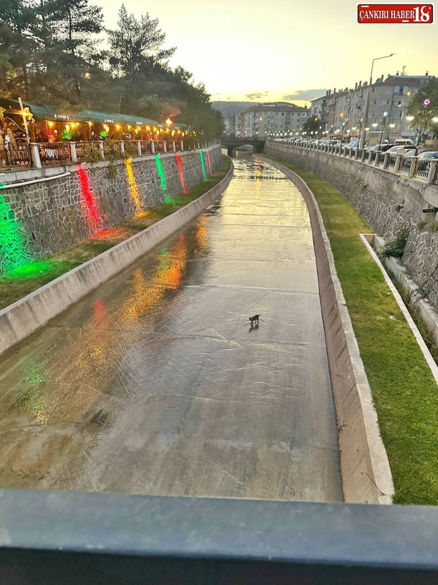 Çankırı Şehir Merkezi, Çankırı tatlı çay, Çankırı haber, Tatlı Çayda kedi,