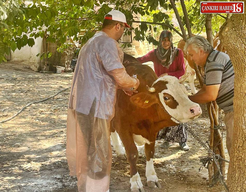 Çankırı İl Tarım ve Orman Müdürlüğü, Çankırı Hayvan Aşılama, Çankırı Şap,