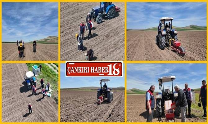 Çankırı Kızılırmak İlçemizde Kavun Ekimi Başladı - Çankırı haber