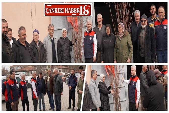 Çankırı'da Kayısı Fidanları Toprakla Buluşuyor Çankırı haber