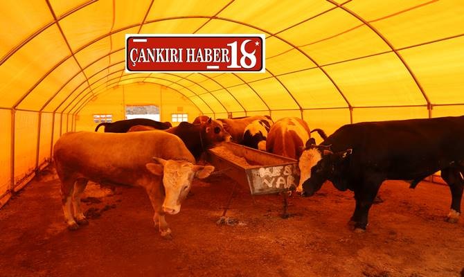 Çankırı’da Kurban Kesim Ücretleri Açıklandı - Çankırı haber