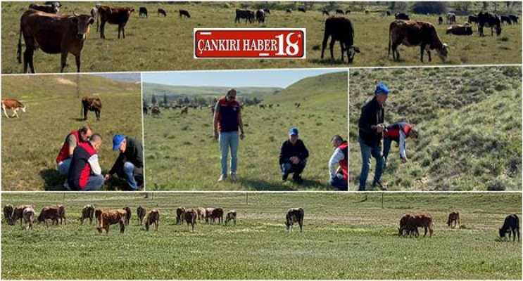 Çankırı'da Mera Islah Seferberliği - Çankırı haber