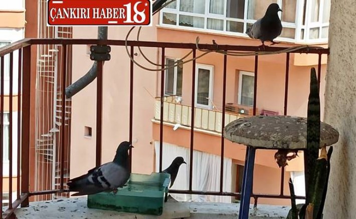 Çankırı'da Sıcaklıklar Yeni Dostluklara Vesile Oldu 