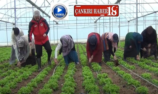 Çankırı haber, Çankırı İl Tarım Müdürü Latif Candan Kadın Çiftçilerle Çapa Yaptı