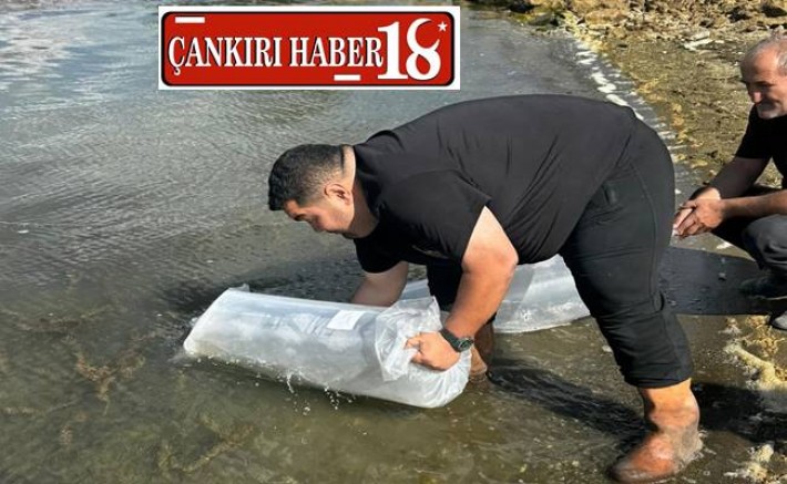 Çankırı Ilgaz'da Göletlere Balık Bırakıldı