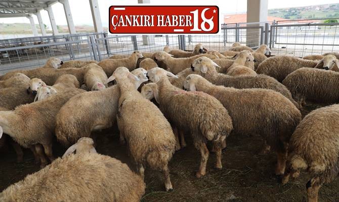 Çankırı Merkezde Kurban Kesim Alanları Belirlendi - Çankırı haber