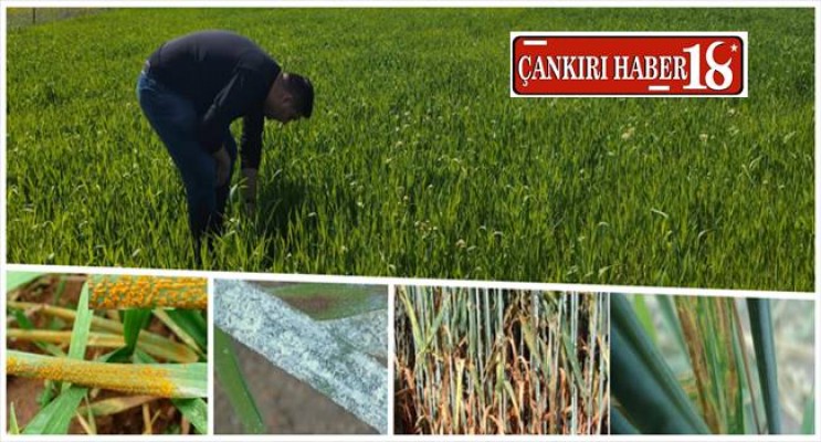 Hububatta Pas Hastalıklarına Dikkat Çankırı haber