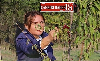 ÇankırıÇankırı Belediyesi’nin 550 Kızılcık Ağacı, İlk Meyvelerini Verdi, Çankırı