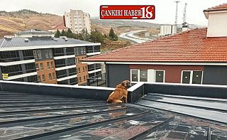 Çankırı’da Çatıya Çıkan Köpek Mahsur Kaldı! Çankırı haber