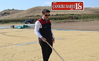 ÇankırıÇankırı’da Kaymakam Hüseyin Akçay Çeltik Hasadına Katıldı, Çankırı