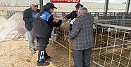 Çankırı’da Kurban Pazarında Dolandırıcılık ve Sahte Para Uyarısı