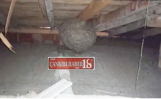 Çankırı’da Sarı Arılar Apartman Çatısına Koloni Kurdu Çankırı haber