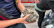 Çankırı’da Yavru Kedi Araç Kaputundan Kurtarıldı
