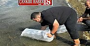 Çankırı Ilgaz'da Göletlere Balık Bırakıldı