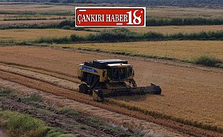 ÇankırıÇankırı Kızılırmak’ta 2026 Yılı Çeltik Hasadı, Çankırı
