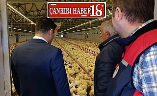 Çankırı Kurşunlu’da Hayvancılık İşletmelerine Ziyaret   Çankırı haber