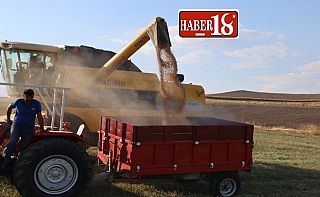 Pursaklar’ın Topraklarında Nohut Bereketi