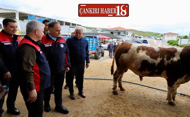 Valisi Hüseyin Çakırtaş Kurban Pazarında İncelemelerde Bulundu - Çankırı haber